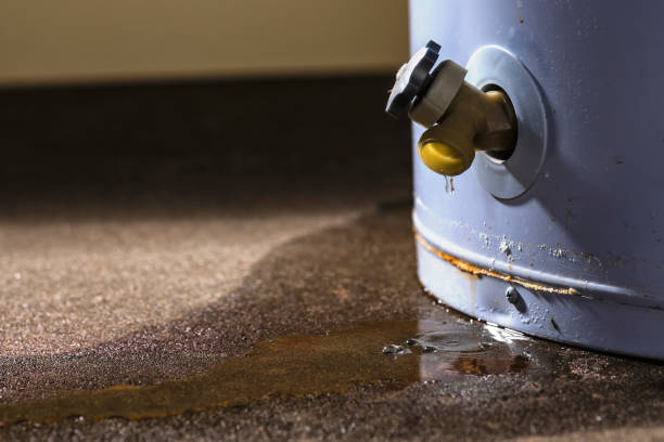 Best Local water damage restoration  in Elgin, MN